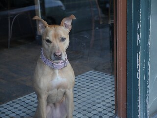 Dog in Window