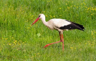 White stork, Ciconia ciconia. A bird walks through a meadow along the river and is looking for something to eat.