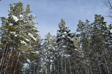 beautiful majestic snowy pine tree forest in winter sunshine