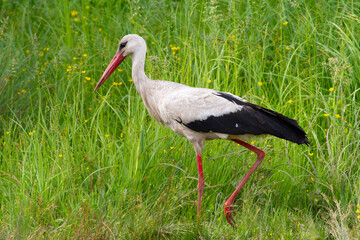 White stork, Ciconia ciconia. A bird walks through a meadow along the river and is looking for something to eat.