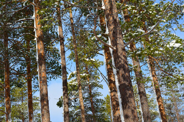 beautiful majestic snowy pine tree forest in winter sunshine