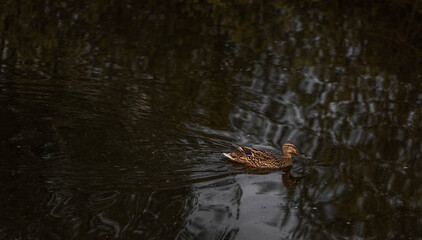 Ducks on the lake
