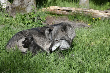 gray wolf in grass