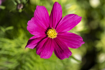 Fototapeta premium A close up of a bright magenta Cosmos flower in the garden in the summer sunshine.