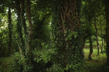 trees in the forest