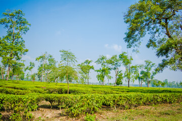 Obraz premium Green tea garden of Assam grown in lowland and Brahmaputra River Valley, Golaghat. Tea plantations 