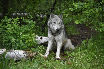 wolf in the woods