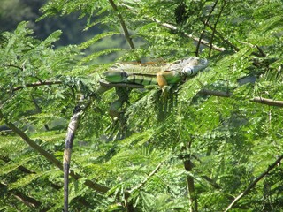 Fototapeta premium Iguana on the tree