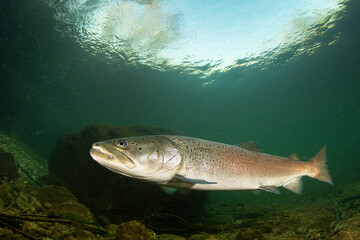 Big Common huchen (Hucho hucho) swimming in nice river. Beautiful danubian salmon. Close up photo....
