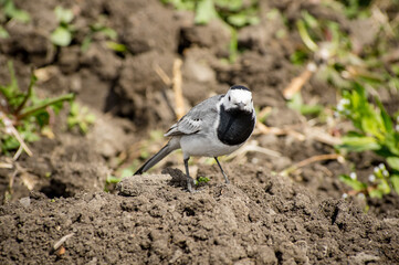 Wagtail bird on the ground close up