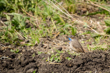 the Bluethroat bird close up on the ground