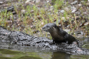 otter on a rock