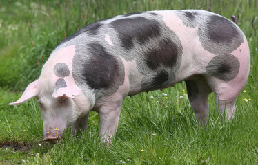 Closeup of a young pig on pasture