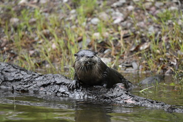 otter on the rock