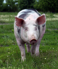 Farming raising and breeding of domestic pigs