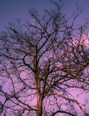 Dry tree branches and colorful sky.