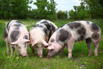 Fototapeta premium Farming raising and breeding of domestic pigs