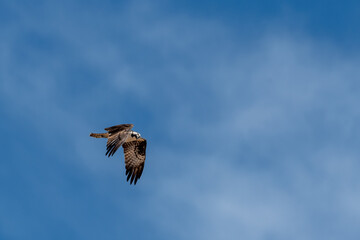 osprey in flight