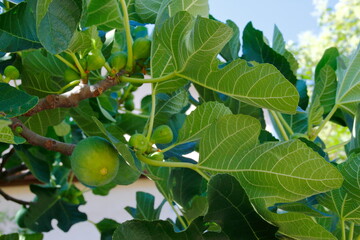 green figs on tree