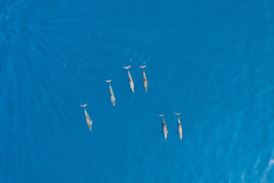 Aerial view of dolphins in the turquoise waters of Laquedivas Sea, Maldives