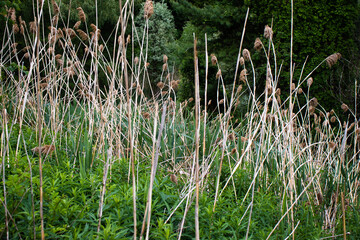 reeds in the water