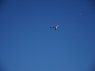 Fototapeta premium seagull in flight
