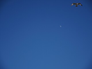 bird in flight