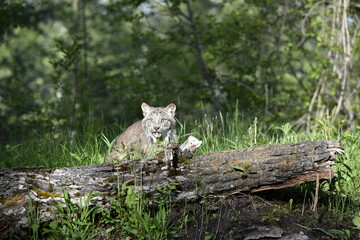Lynx behing log
