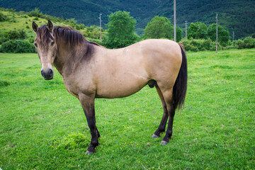 portraits of spanish racehorses