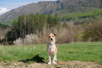 terrier dog  in the mountains