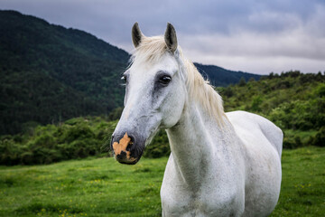 Obraz na płótnie Canvas portraits of a white horse.