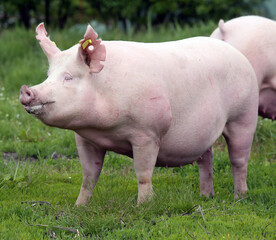 Domestic pig lives on fresh grass on meadow