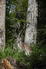Lynx in forrest