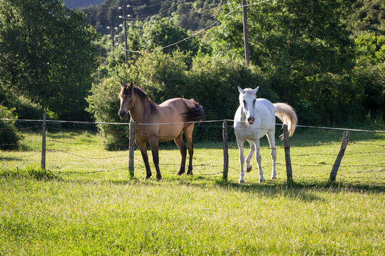 horse couple photographs.