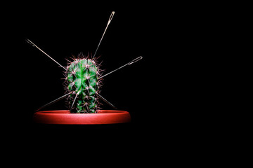 Large metal needles pierce a green cactus on a black background. Concept: the power and ignorance...