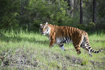 Fototapeta na wymiar tiger in the forest