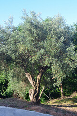 Very old olive tree in Petrovac, Montenegro