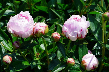 Fragrant herbaceous pink peony flower in bloom