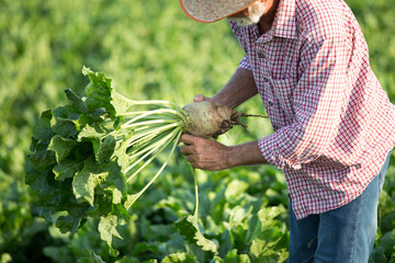 Farmer with sugar beet in field