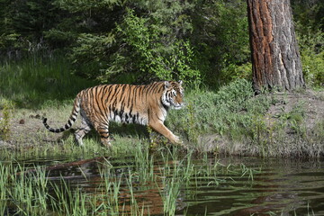 Siberian tiger walking
