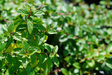 Fototapeta na wymiar Fresh mint plant growing in the herb garden