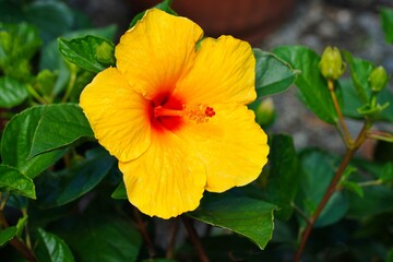 Orange, yellow and red hibiscus flower in bloom