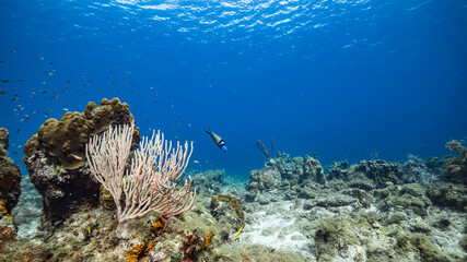 Seascape in turquoise water of coral reef in Caribbean Sea / Curacao with fish, coral and sponge