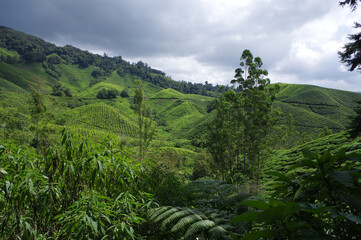 Fototapeta na wymiar Les Cameron Highlands, État de Pahang, Malaisie