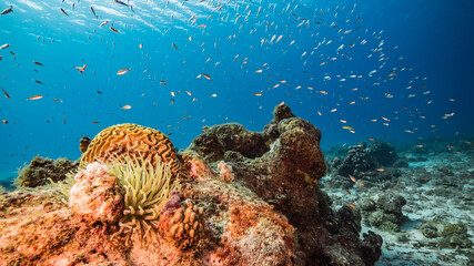 Seascape in turquoise water of coral reef in Caribbean Sea / Curacao with Sea Anemone, fish, coral and sponge