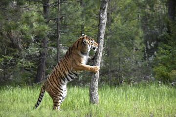 Tiger with tree