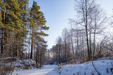 winter forest on a sunny day