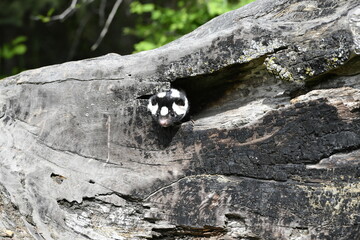 Skunk face in log