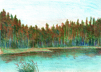 pine trees on a forest lake