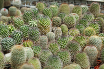 A lot of different cacti in pots in the nursery greenhouse.